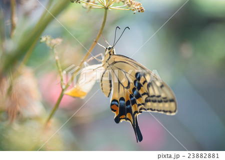 パセリの木のサナギから生まれたアゲハチョウ 23882881