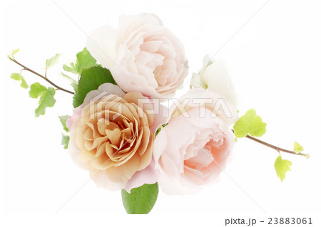 バラ・ジュリア・ジェネラスガーディナー 23883061