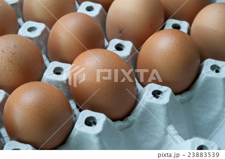 Eggs in panel 23883539