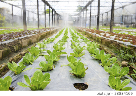 Hydroponic vegetable in a garden 23884169