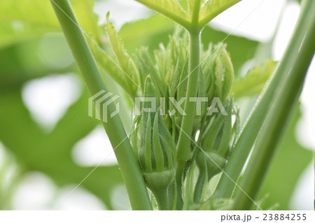 オクラ つぼみ 花 実 エコファーム の写真素材