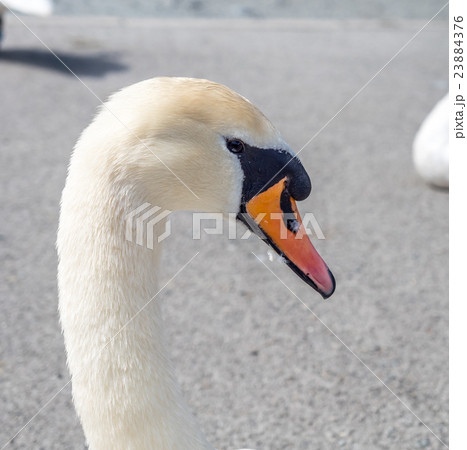 White swan head White swan head 23884376