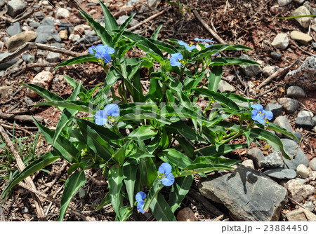 Commelina flower Commelina flower 23884450