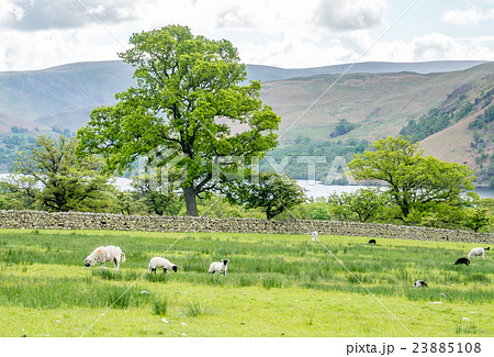 Sheep graze grass on field 23885108