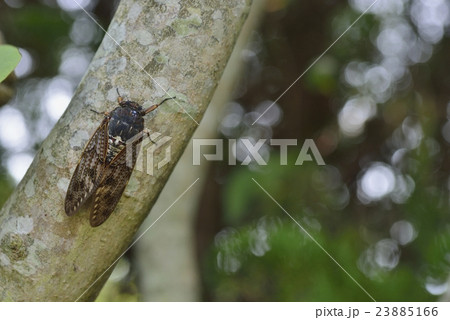 アブラゼミ 23885166