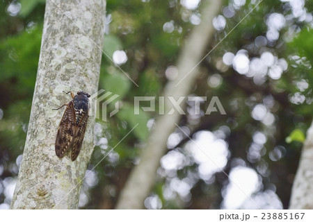 アブラゼミ 23885167