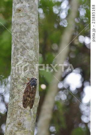 アブラゼミ 23885168