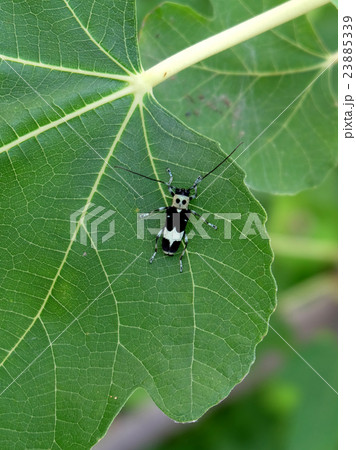 ラミーかみきり ラミーかみきり 23885339