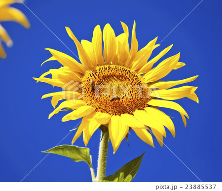 Sunflower 23885537
