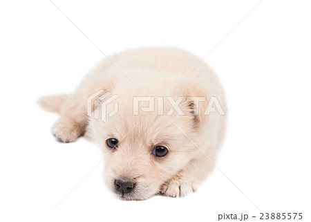 puppy isolated 23885575