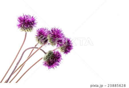thistles flower isolated thistles flower isolated 23885628