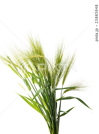 Green wheat ears isolated 23885648