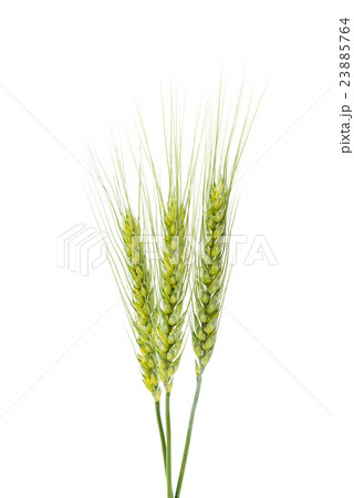 Green wheat ears isolated Green wheat ears isolated 23885764