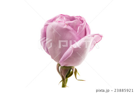 beautiful purple rose 23885921