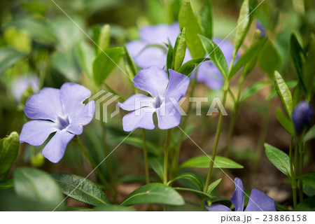 periwinkle flowers 23886158