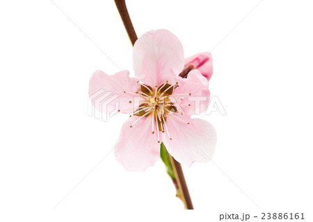 pink peach blossom pink peach blossom 23886161