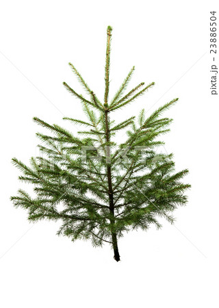 Fir tree for Christmas, not adorned, isolated Fir tree for Christmas, not adorned, isolated 23886504