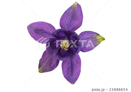 Aquilegia flower isolated 23886654