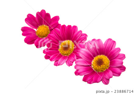 pink daisy 23886714