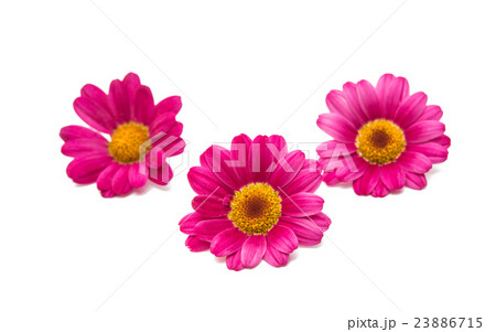 pink daisy 23886715
