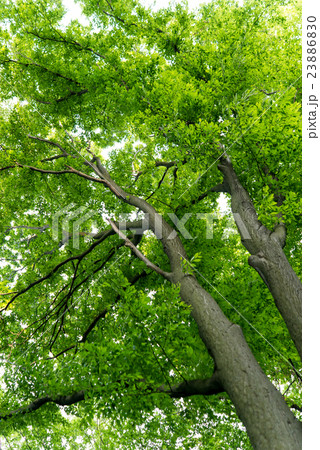 Spring tree crowns Spring tree crowns 23886830
