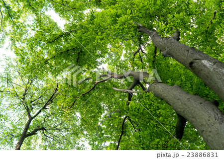 Spring tree crowns 23886831