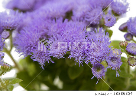 blue ageratum flowers isolated blue ageratum flowers isolated 23886854