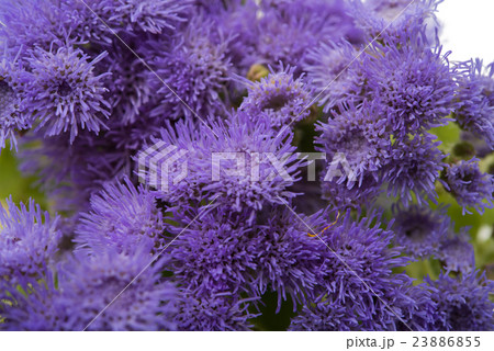 blue ageratum flowers isolated blue ageratum flowers isolated 23886855