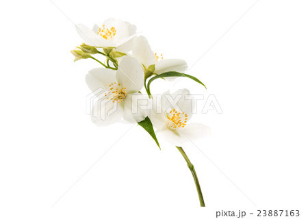 jasmine flower isolated 23887163