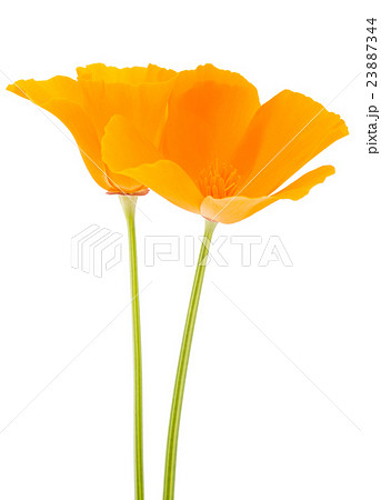 Eschscholzia californica flower 23887344