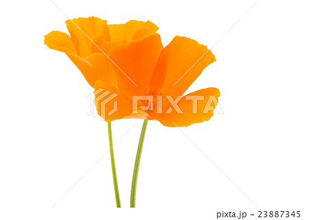 Eschscholzia californica flower 23887345