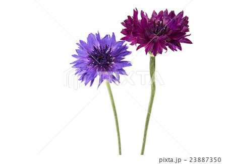flower cornflower isolated flower cornflower isolated 23887350