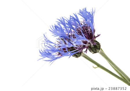flower cornflower isolated 23887352