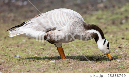 Bar-headed goose (Anser indicus) Bar-headed goose (Anser indicus) 23888749