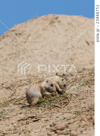 Two young black-tailed prairie marmot Two young black-tailed prairie marmot 23888751