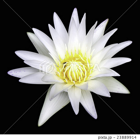 Background white lotus 23889914