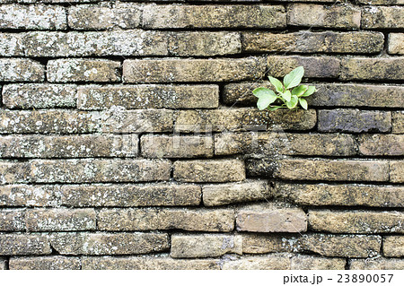 wall 23890057