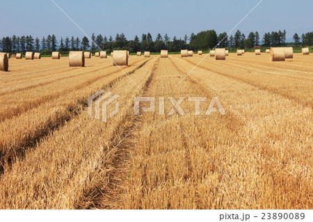 牧草ロール 23890089