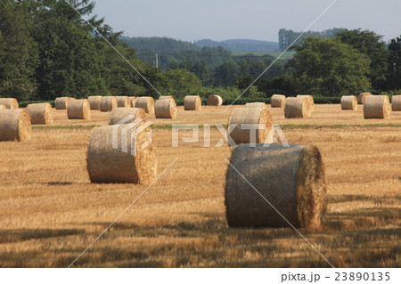 牧草ロール 23890135