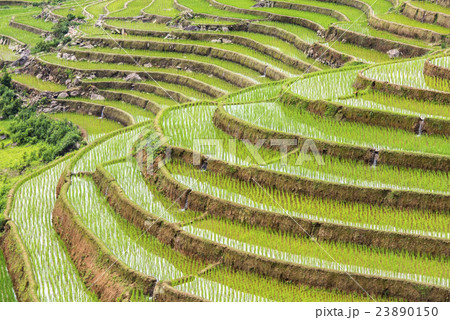 Rice paddy in Mu Cang Chai Rice paddy in Mu Cang Chai 23890150