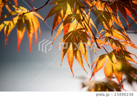 もみじの紅葉 もみじの紅葉 23890236