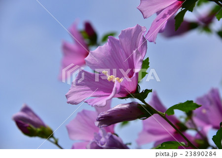 ムクゲの花 ムクゲの花 23890284