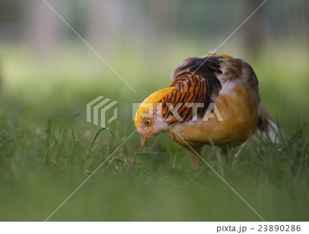 Male Yellow Golden Pheasant, Chrysolophus Luteus 23890286