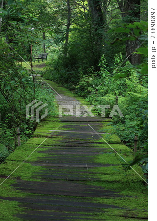 森の小路 23890897