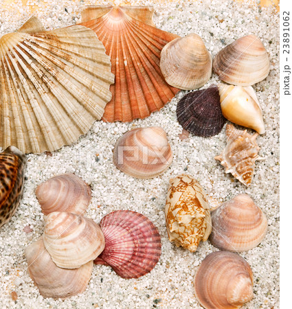 Sea shell Sea shell 23891062
