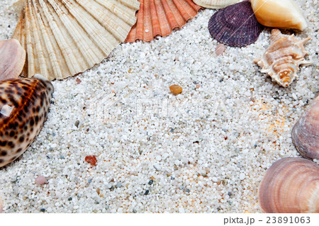 Sea shells with stones Sea shells with stones 23891063