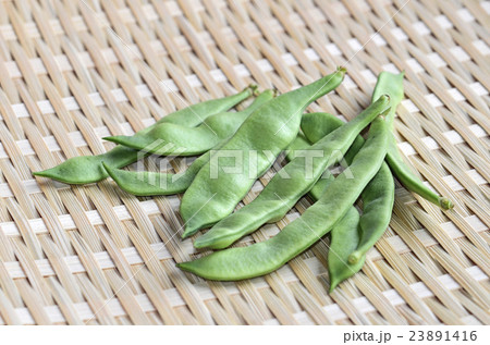 モロッコインゲン モロッコインゲン 23891416