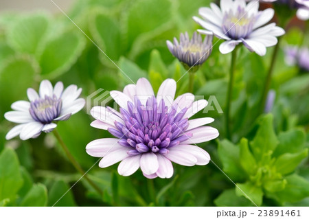 ダブルオステオスペルマムシルバー ダブルオステオスペルマムシルバー 23891461