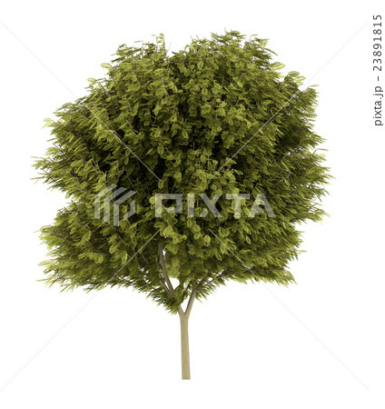 honey locust tree isolated on white background 23891815