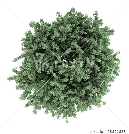 top view of field maple tree isolated on white  23891823